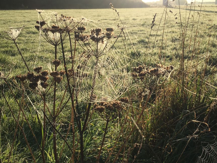 CBDC cobweb to use